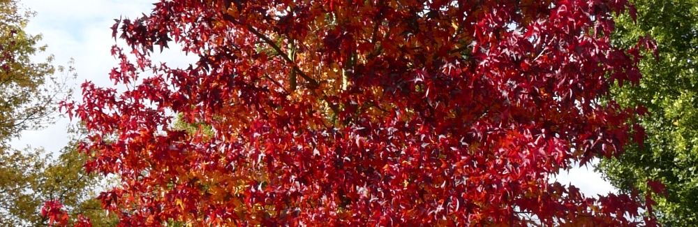 Liquidambar banner02